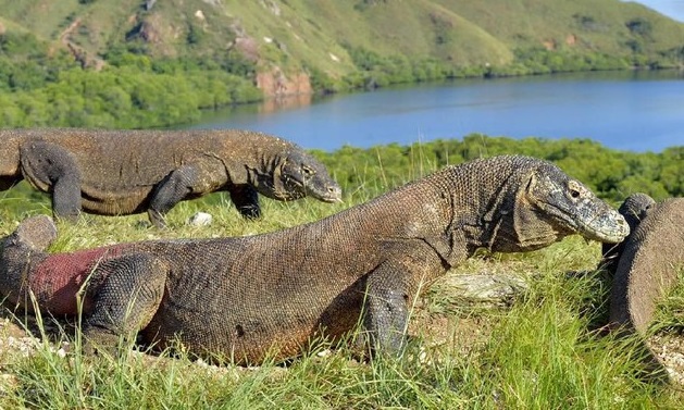 Taman Nasional Komodo
