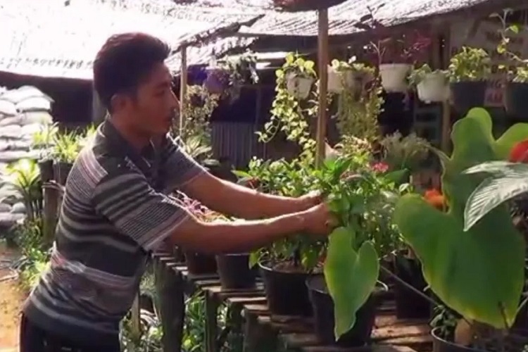 Sujadi (41), warga asal Desa Dumpiagung, Kecamatan Kembangbahu, Kabupaten Lamongan sukses budidaya bunga bugenvil. SP/ LMG