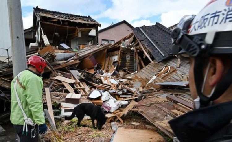 Elsa, si anjing penyelamat, membantu petugas pemadam kebakaran mencari orang-orang yang diduga berada di reruntuhan rumah di Kota Wajima, Prefektur Ishikawa. SP/ JPG