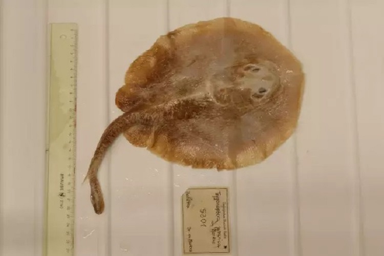 Spesimen ikan Pari Jawa (Urolophus javanicus). SP/ Museum für Naturkunde Berlin