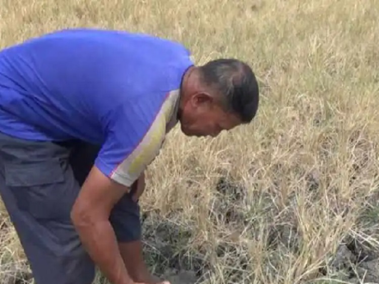 Salah satu tanaman padi milik petani di Desa/Kecamatan Paron Kabupaten Magetan, Jawa Timur yang sudah mati akibat kurang air di musim kemarau. SP/ NGW