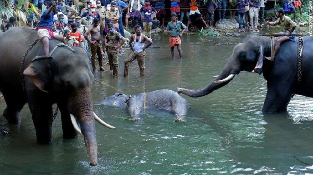 Gajah di Kerala, India sedang dievakuasi usai mati karena menyantap buah berisi petasan. SP/ CNN