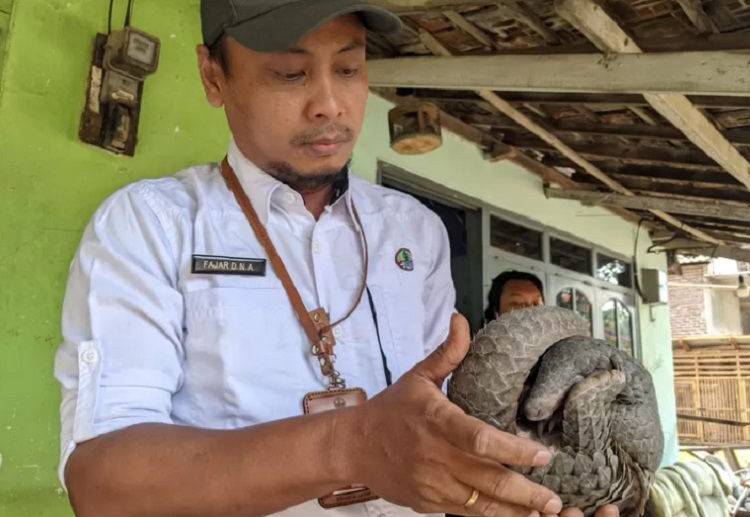 Trenggiling Kembali Berkeliaran di Pemukiman Mojokerto, BKSDA Sudah Lima Kali Evakuasi di Tahun 2023. SP/ MJK