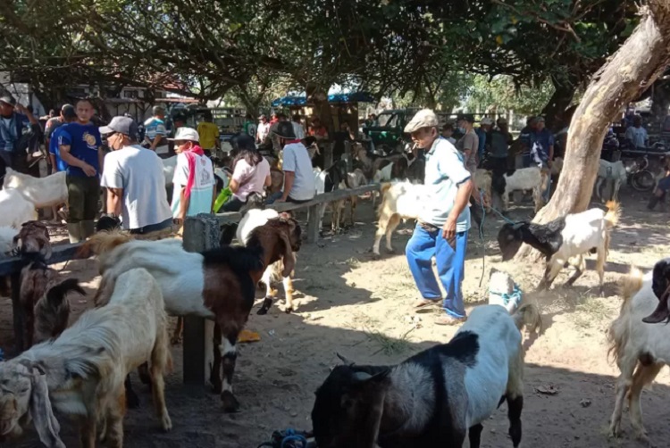 Suasana Pasar Hewan Kota Kediri yang didominasi kambing. 