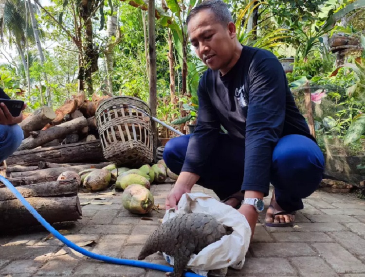 Pujo dengan trenggiling yang Ia temukan di pekarangan rumahnya di Desa Sahang Kecamatan Ngebel Ponorogo. SP/ PNG