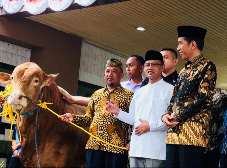 Momen Presiden Jokowi memberikan sapi sebagai hewan kurban di PP Muhammadiyah. SP/ JKT