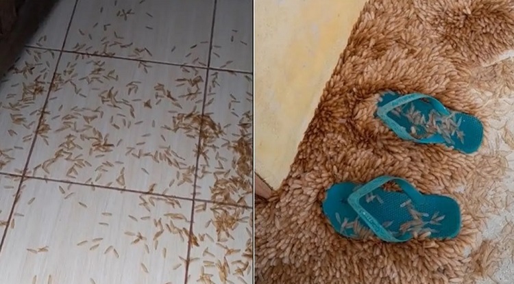 Penampakan ribuan laron berserakan di lantai hingga membentuk pola seperti  sebuah keset. SP/ SBY