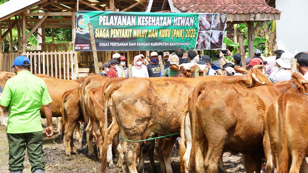 Hewan sapi kurban di Kabupaten Banyuwangi pada 2022 lalu. Foto: Pemkab Banyuwangi.