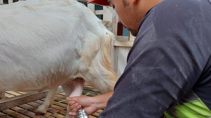 Ternak kambing perah di Lumajang. Foto: Pemkab Lumajang.
