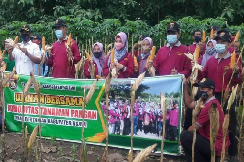 Kegiatan panen raya jagung bersama LMDH Rukun Makmur Desa di Kabupaten Ngawi. Foto: Perhutani.