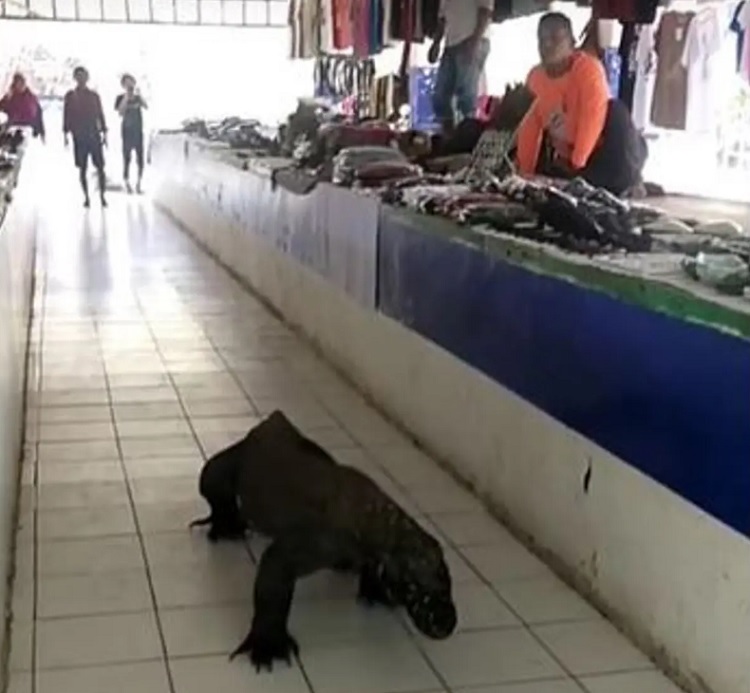 Tangkapan layar penampakan komodo masuk dan keliling di pasar souvenir Labuan Baju, NTT. SP/ LB
