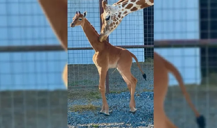 Jerapah berjenis kelamin betina bernama Thosiko lahir tanpa corak. SP/ SBY
