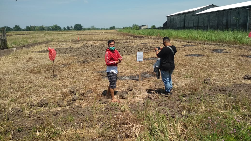 Lahan sawah di Bareng, Jombang yang ditutup dari aktivitas pencarian koin kuno. SP/ M. Yusuf