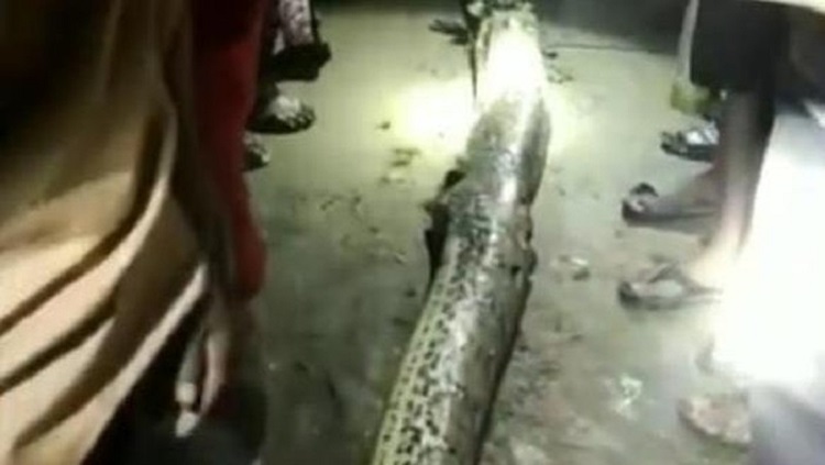 Kondisi ular piton sepanjang 7 meter yang sempat ingin menelan kakek di Konawe, Sulawesi Tenggara. SP/ SLW