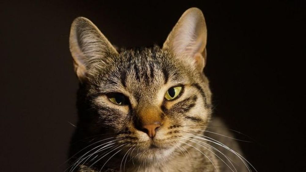 Illustrasi kucing. SP/ CNN