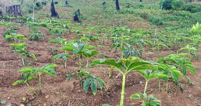 Lahan porang di Ponorogo. SP/DE/Charolin Pebrianti