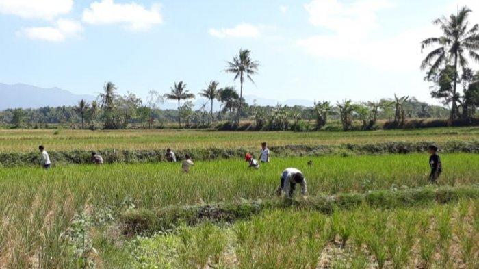  Areal Persawahan produktif di Kab. Sumenep. SP/Ainur Rohman