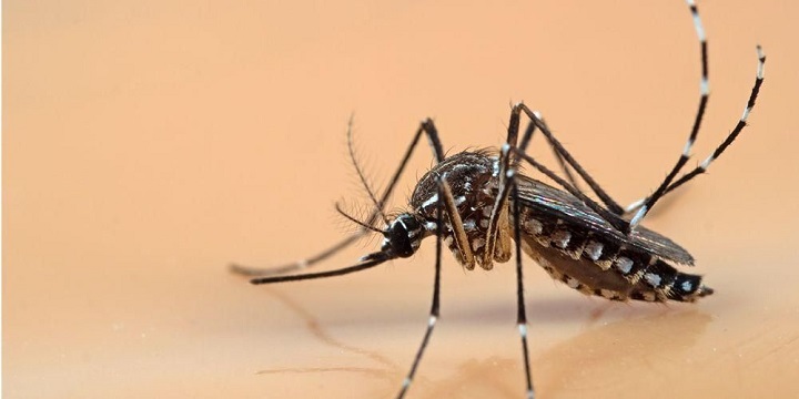 Nyamuk aedes aegypti yang menyebabkan penyakit DBD.