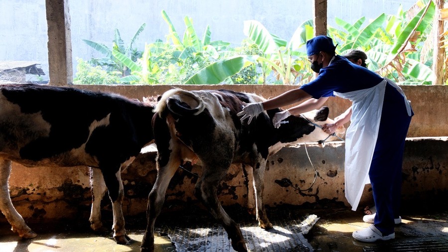 Hewan ternak sapi di Surabaya. Foto: Pemkot Surabaya.