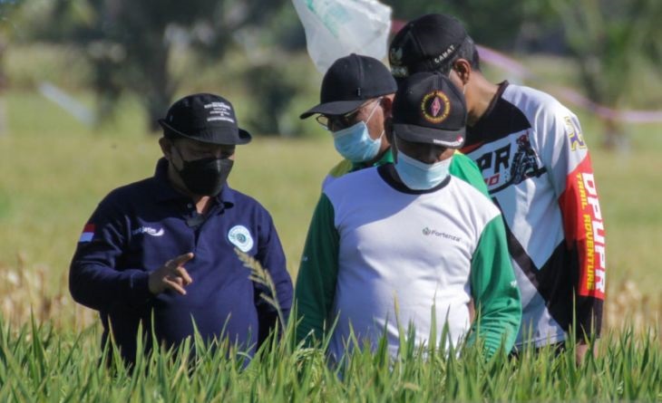 Bupati Situbondo Karna Suswandi didampingi Kepala DTPHP saat meninjau tanaman padi BK-900/BK-700 di Desa Sumberkolak, Situbondo. Jumat (8/10/2021).