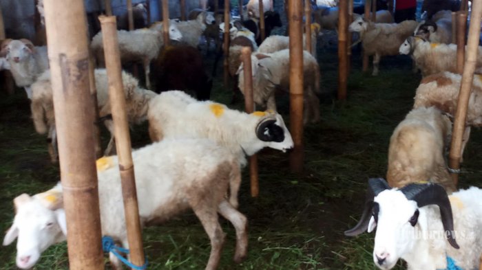 Dispartan Trenggalek akan menyiapkan tim khusus untuk memantau pelaksanaan Idul Adha di Trenggalek. 