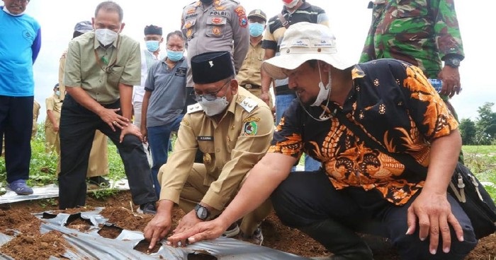 Wabup Sugirah menanam porang di Desa Sukorejo Banyuwangi.