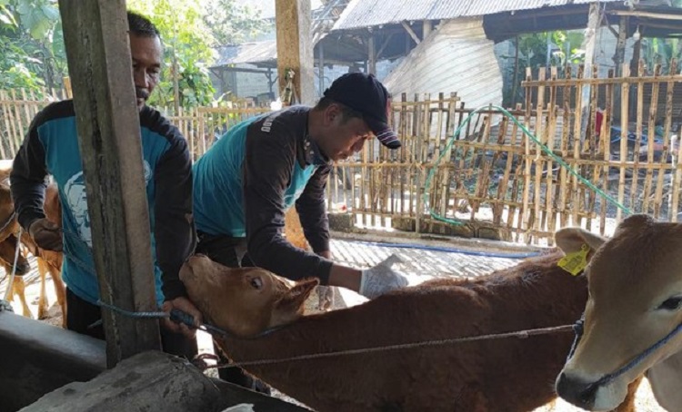 Petugas saat memberikan vaksinasi LSD ke sapi warga Kota Blitar. SP/ BLR
