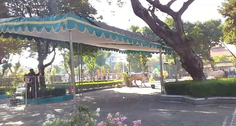 Sapi yang lepas. SP/DET