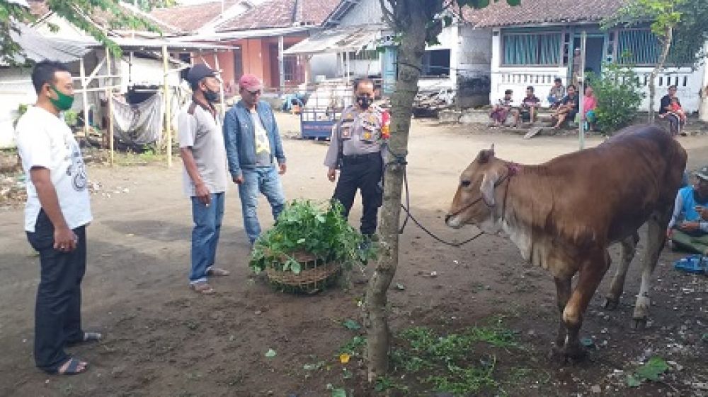 Kapolsek temukan kembali sapi curian. SP/ Lim