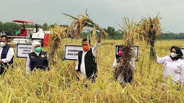 Bupati Sugiri mendampingi Gubernur Jawa Timur, Khofifah Indar Parawansa panen raya di Desa Bedingin, Kecamatan Sambit, Ponorogo, Selasa (6/4/2021).SP/PEMKAB PONOROG