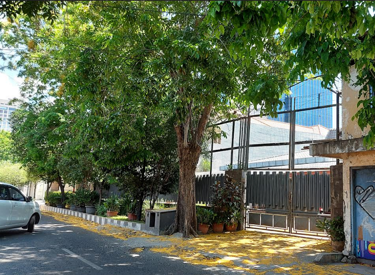 Bunga angsana yang berguguran di Jalanan Surabaya