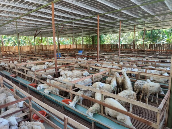 Foto ilustrasi hewan ternak kurban di Kabupaten Bojonegoro. Foto: Pemkab Bojonegoro.